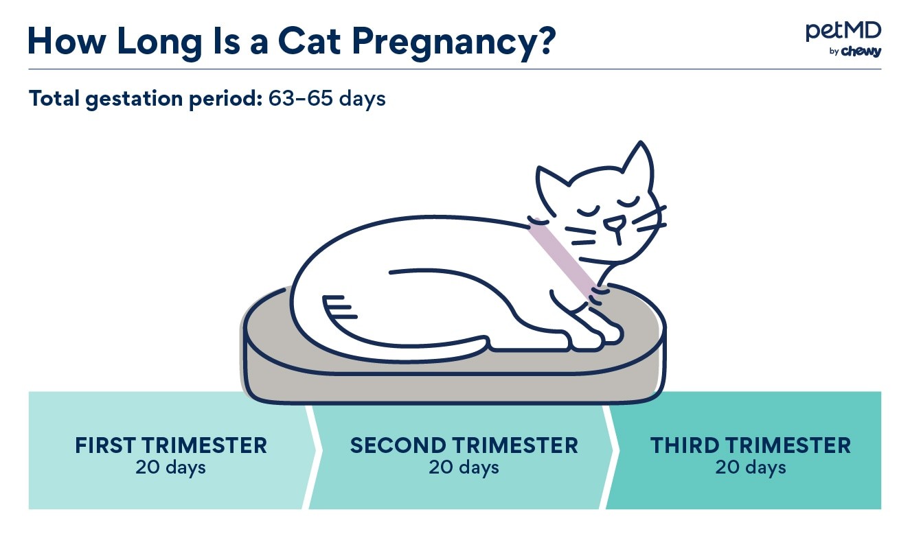 detecting-feline-pregnancy-how-to-tell-if-a-cat-is-pregnant