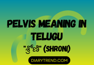 Pelvis Meaning In Telugu – Diary Trend